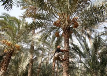 وزارة الزراعة تعلن كمية انتاج التمور في البلاد