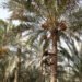 وزارة الزراعة تعلن كمية انتاج التمور في البلاد