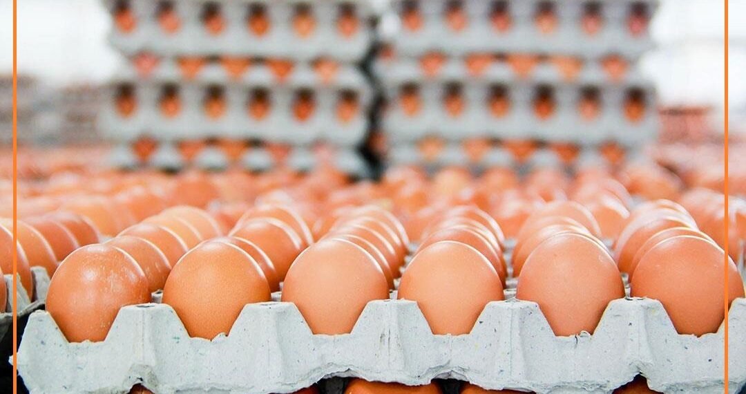 حقول البصرة تنتج قرابة 30 مليون طبقة بيض خلال الشهر الماضي
