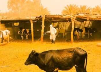 بالصور || ملاكات دائرة المستشفى البيطري في كربلاء تواصل عمليات الرشً والتغطيس  للحمله الوطنية ضد مرض الحمى النزفيه