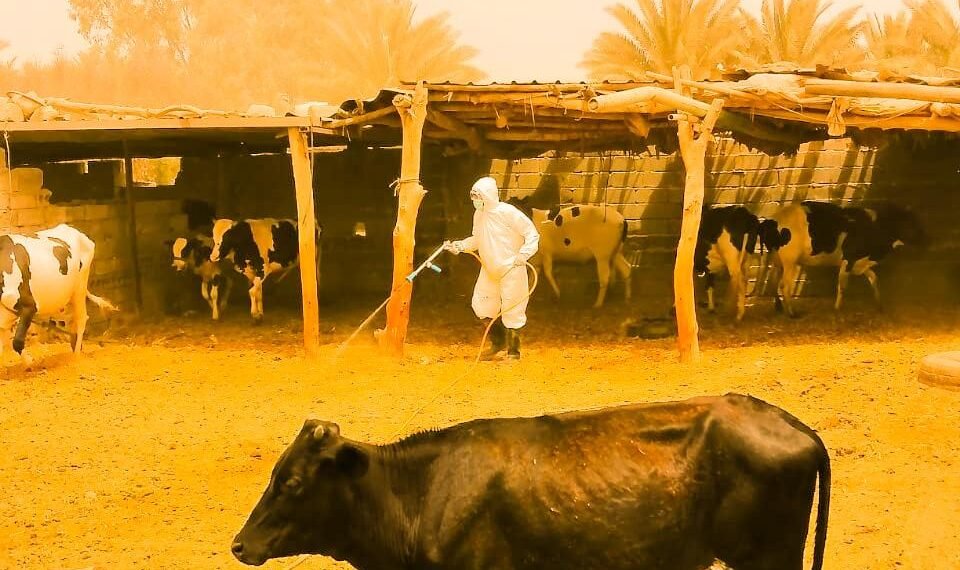 بالصور || ملاكات دائرة المستشفى البيطري في كربلاء تواصل عمليات الرشً والتغطيس  للحمله الوطنية ضد مرض الحمى النزفيه
