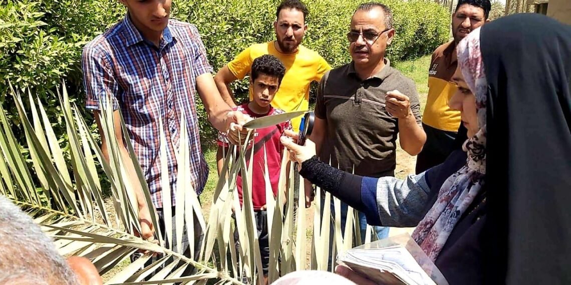 كربلاء .. الافات الزراعية تهدد مزارع النخيل والجمعيات الفلاحية تدعو لاستلام المبيدات