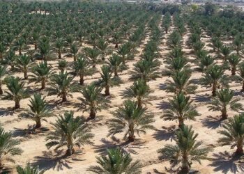 التصحر والجفاف يغزوان العراق