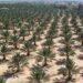 التصحر والجفاف يغزوان العراق