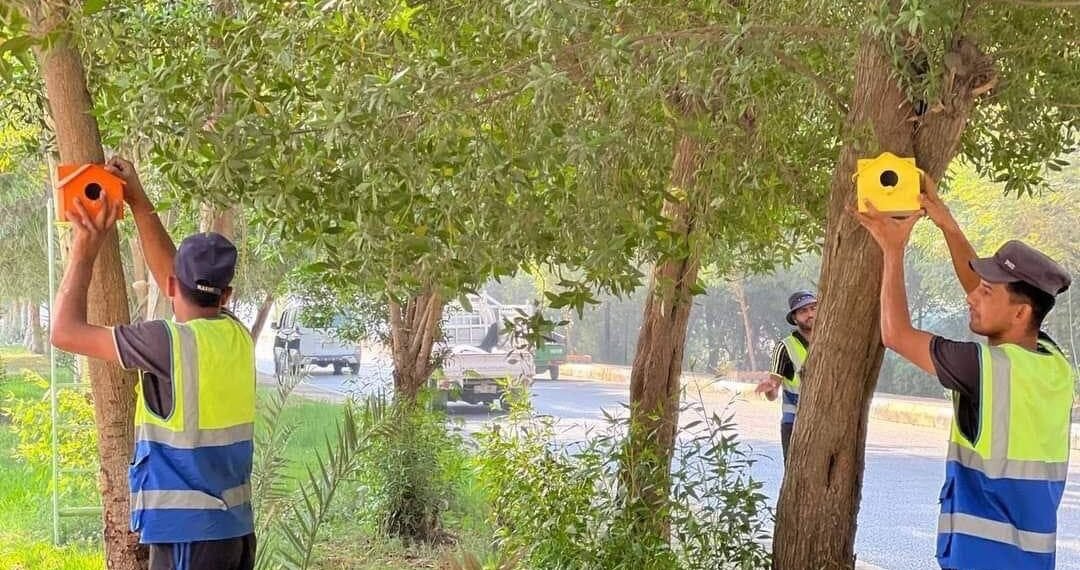 للحفاظ على التوازن البيئي .. بلدية الهنديّة توفر أماكن مخصصة للطيور!