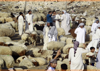 “سوق الاضاحي”.. الزبائن أقل اقبالاً على الشراء هذا العام