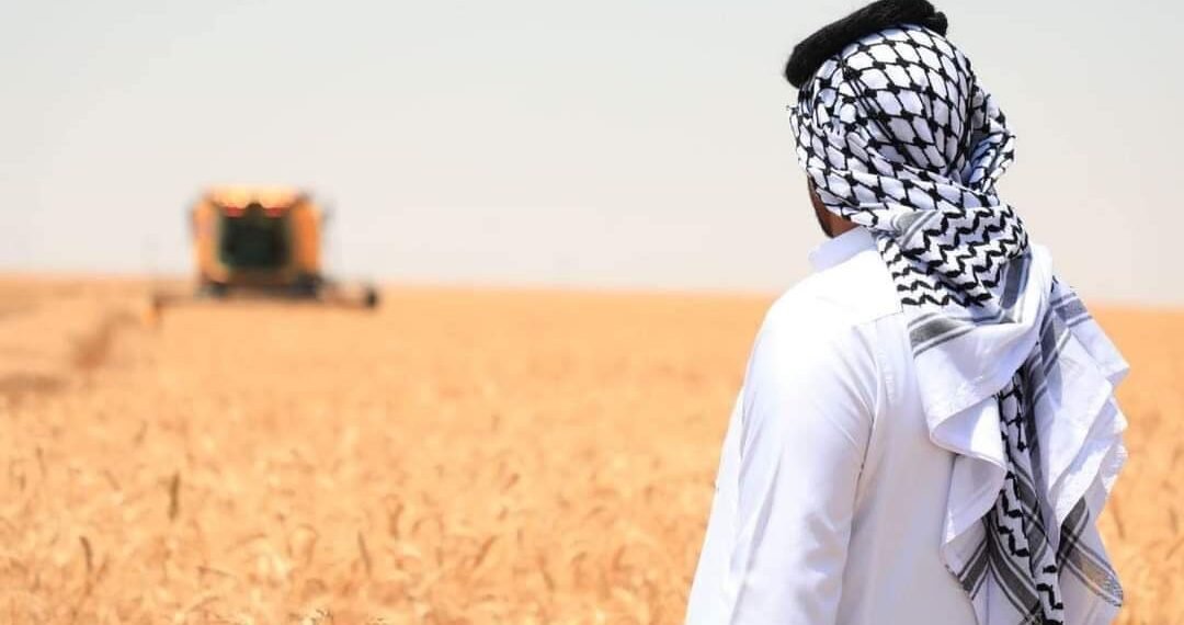 زراعة كربلاء: بلغت المساحة المزروعة بالحنطة في المحافظة اكثر من (٢٠٠) الف دونم