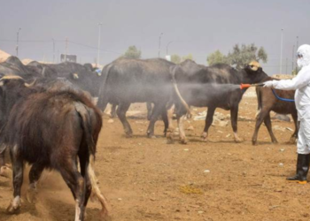 المثنى تسجل حالة وفاة بالحمى النزفية