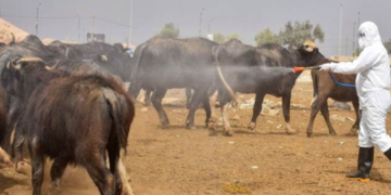 المثنى تسجل حالة وفاة بالحمى النزفية