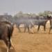 المثنى تسجل حالة وفاة بالحمى النزفية