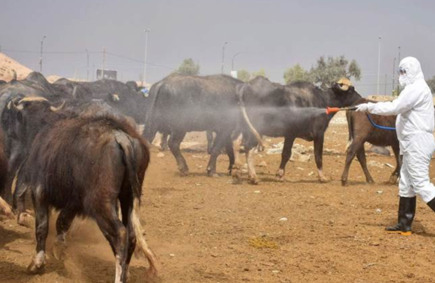 المثنى تسجل حالة وفاة بالحمى النزفية